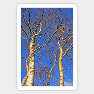 Silver Birch, Turbary Common, March 2021 Sticker